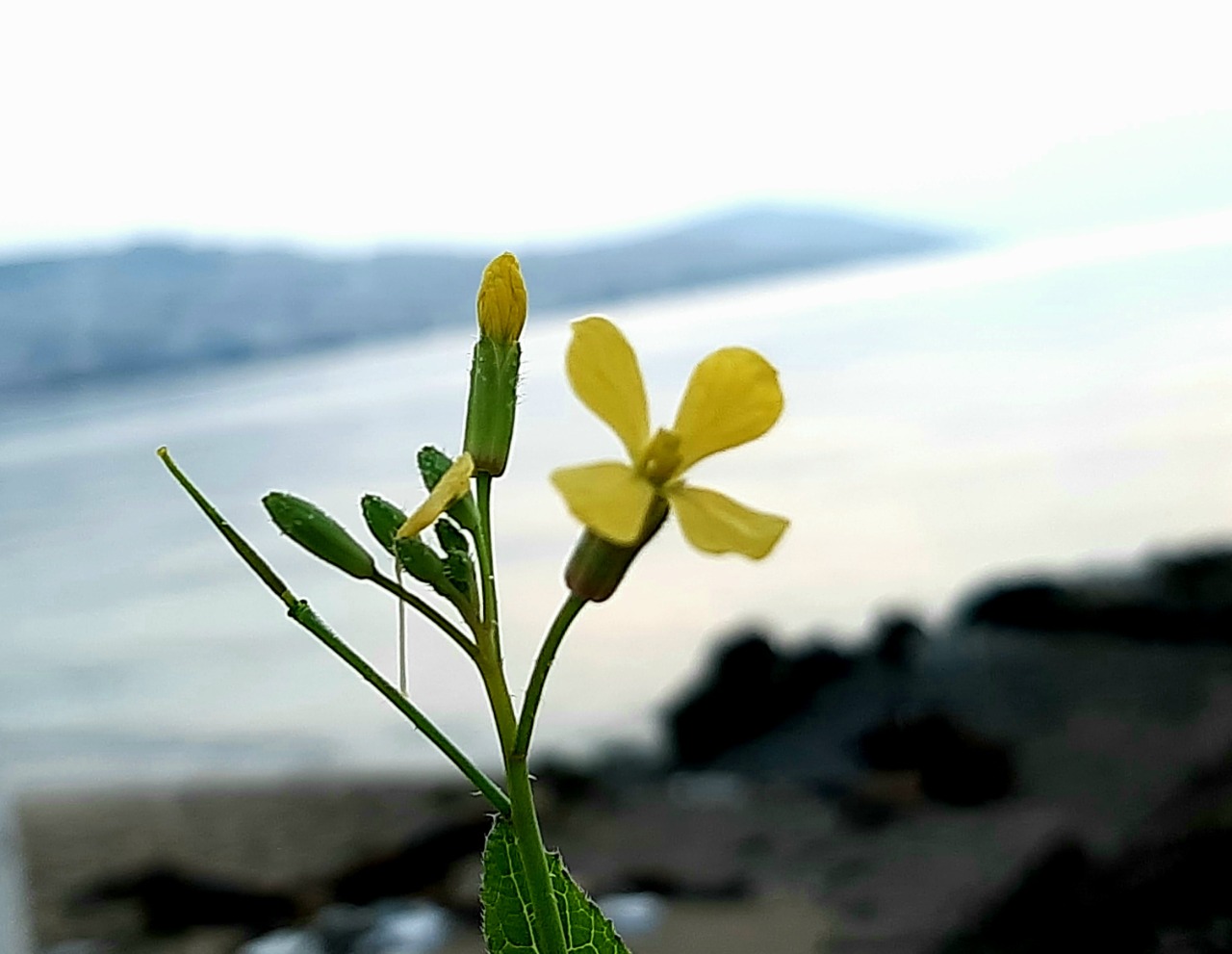 Diplotaxis muralis