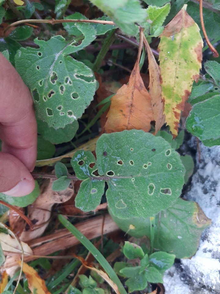 Diplotaxis muralis