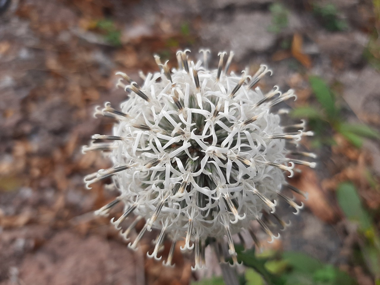 Echinops sphaerocephalus