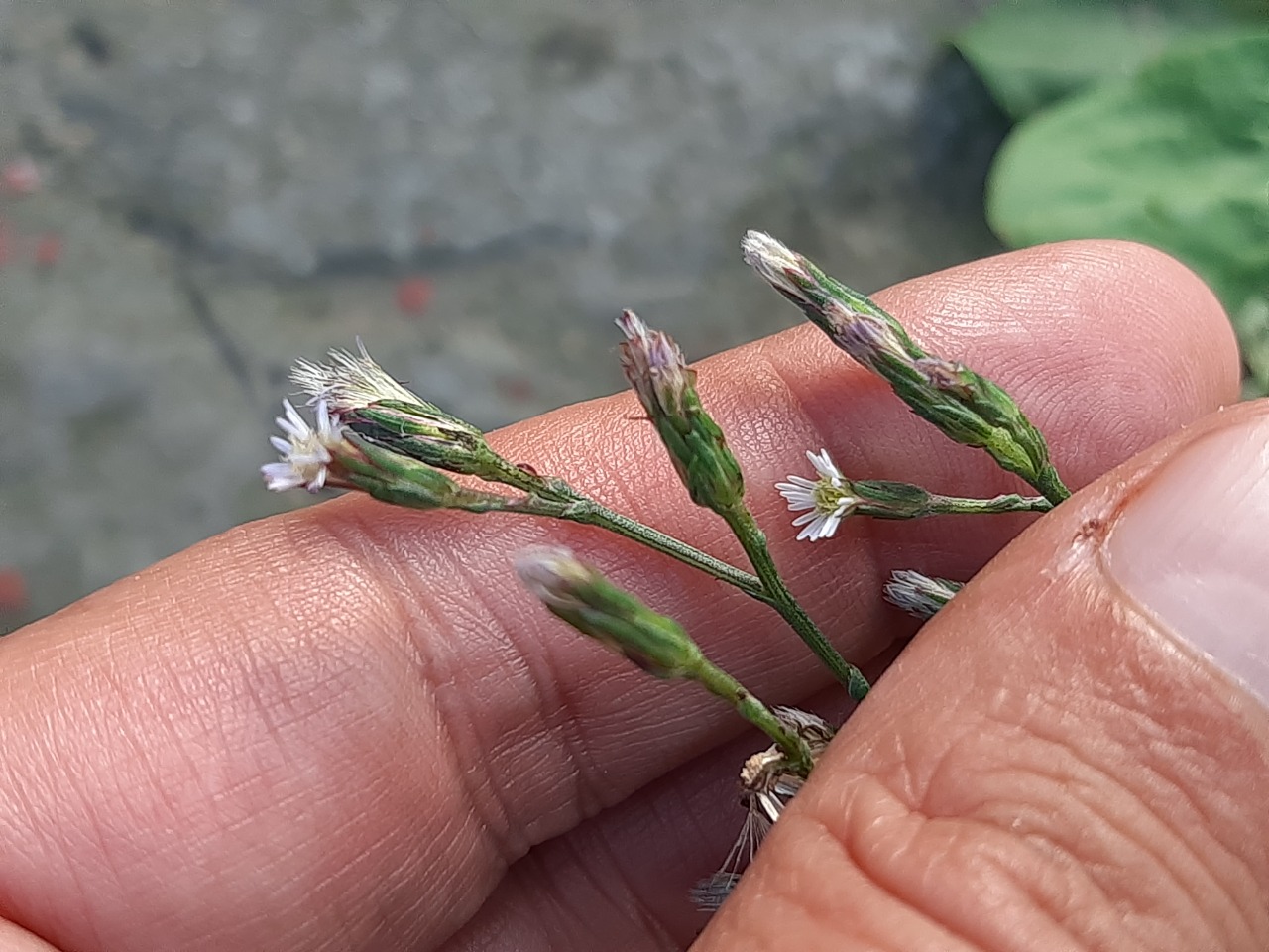 Aster subulatus