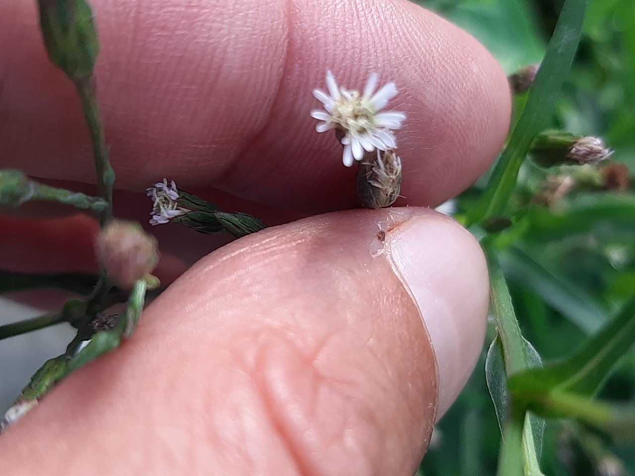 Aster subulatus