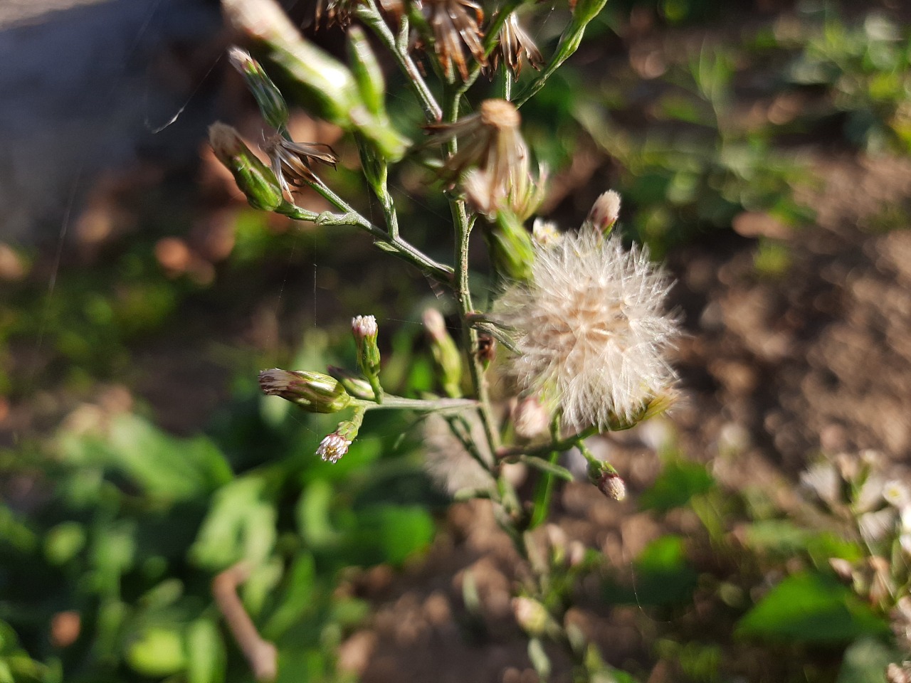 Aster subulatus