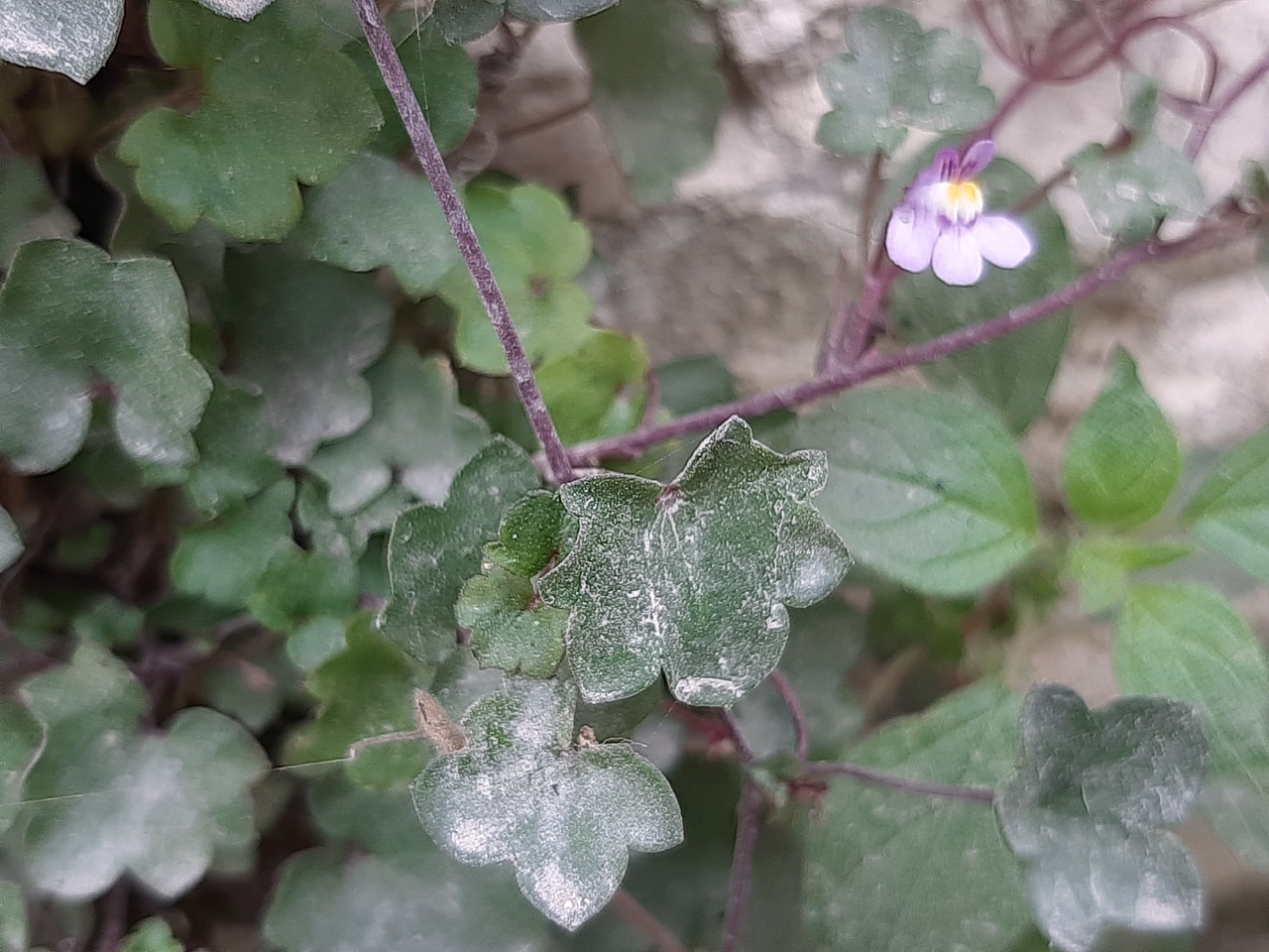 Cymbalaria longipes