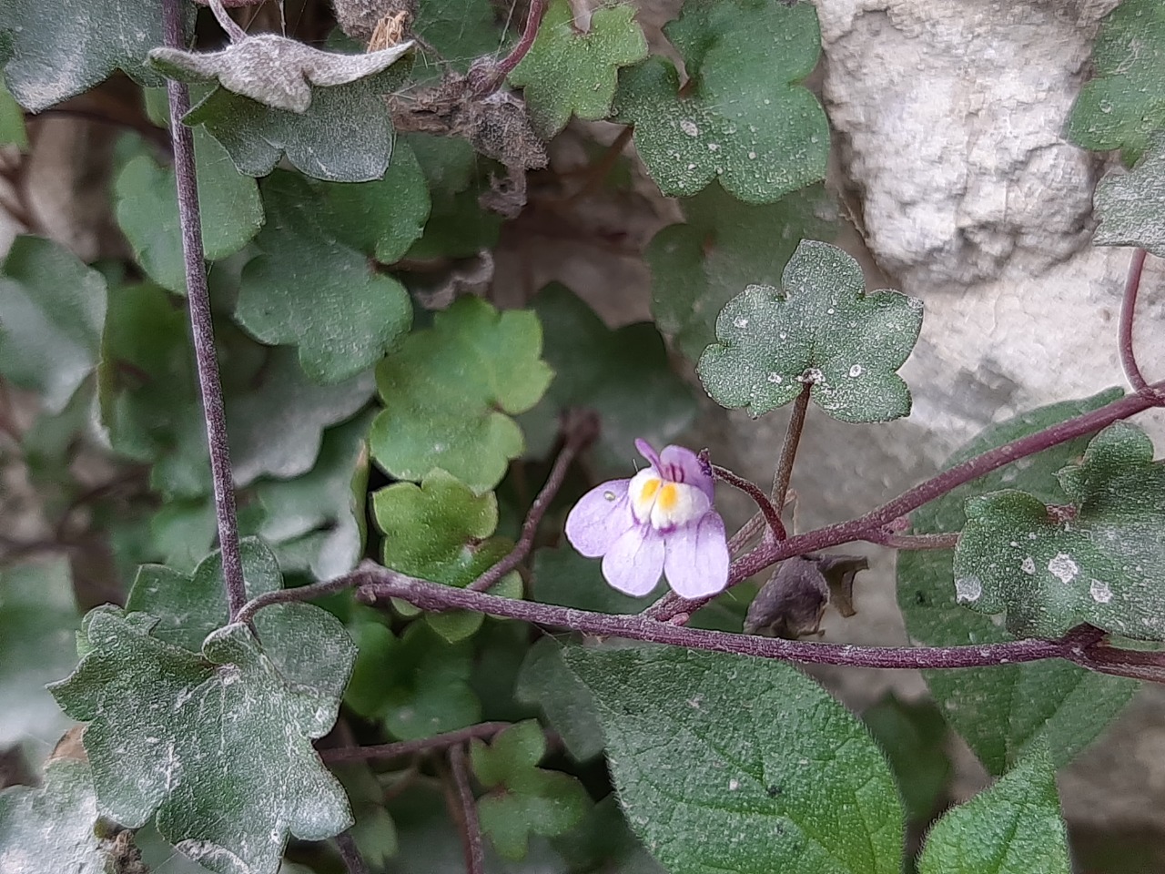 Cymbalaria longipes