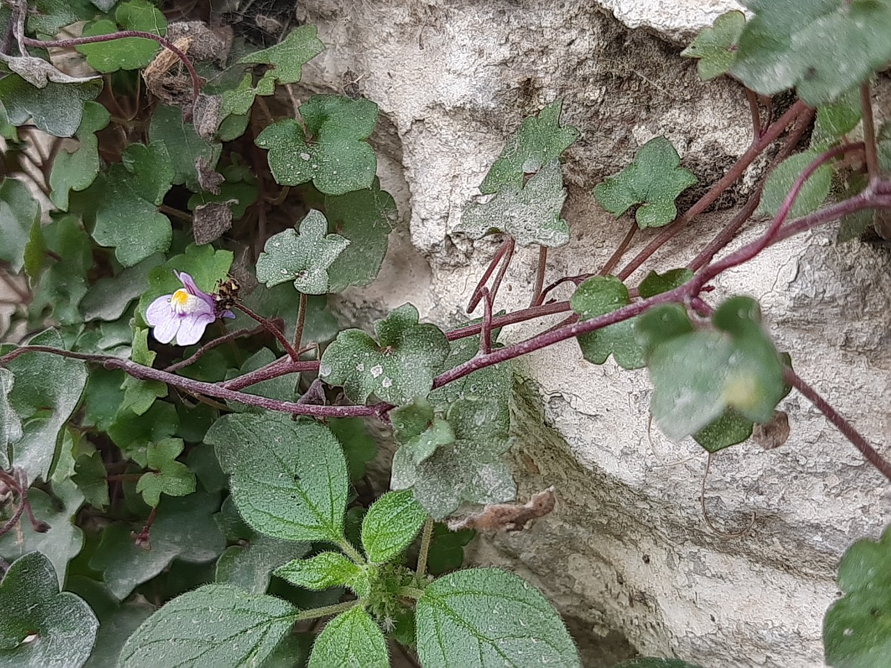 Cymbalaria longipes