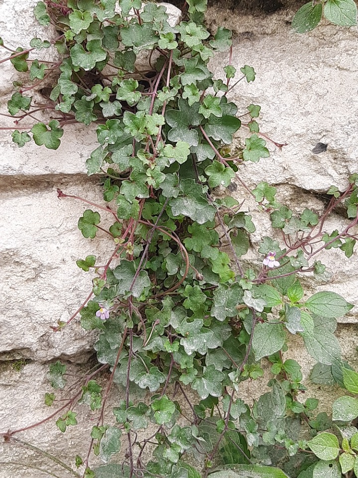 Cymbalaria longipes