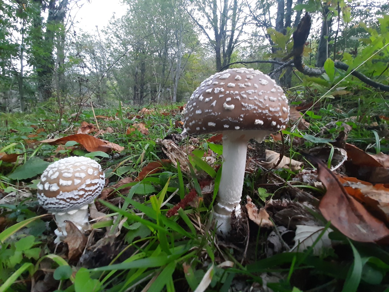 Amanita pantherina