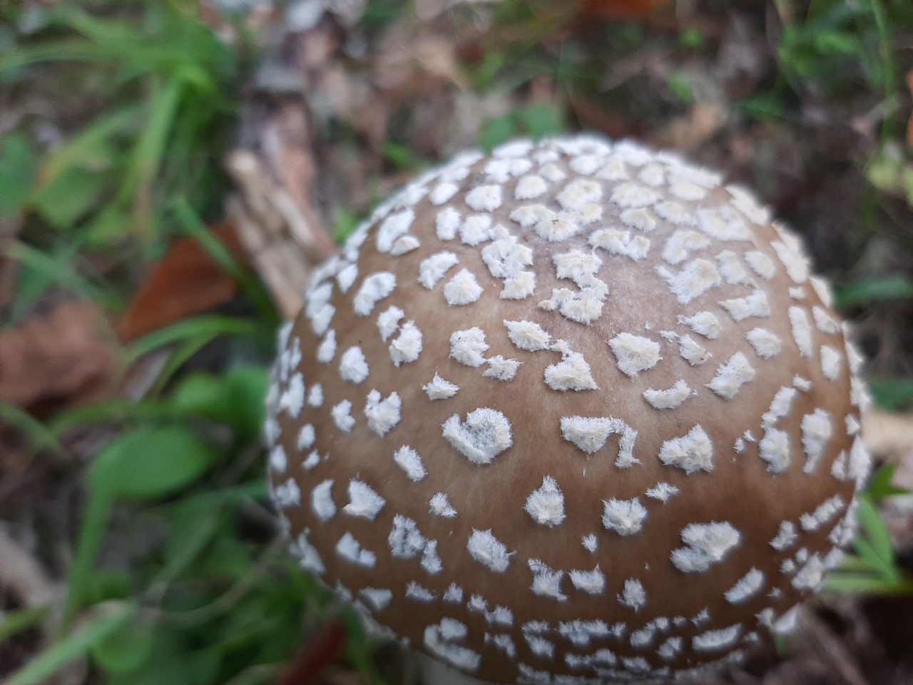 Amanita pantherina