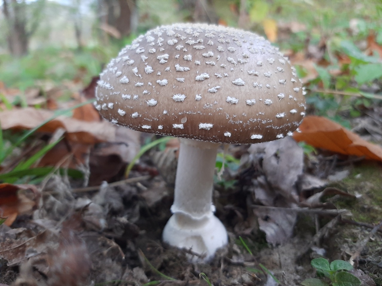 Amanita pantherina