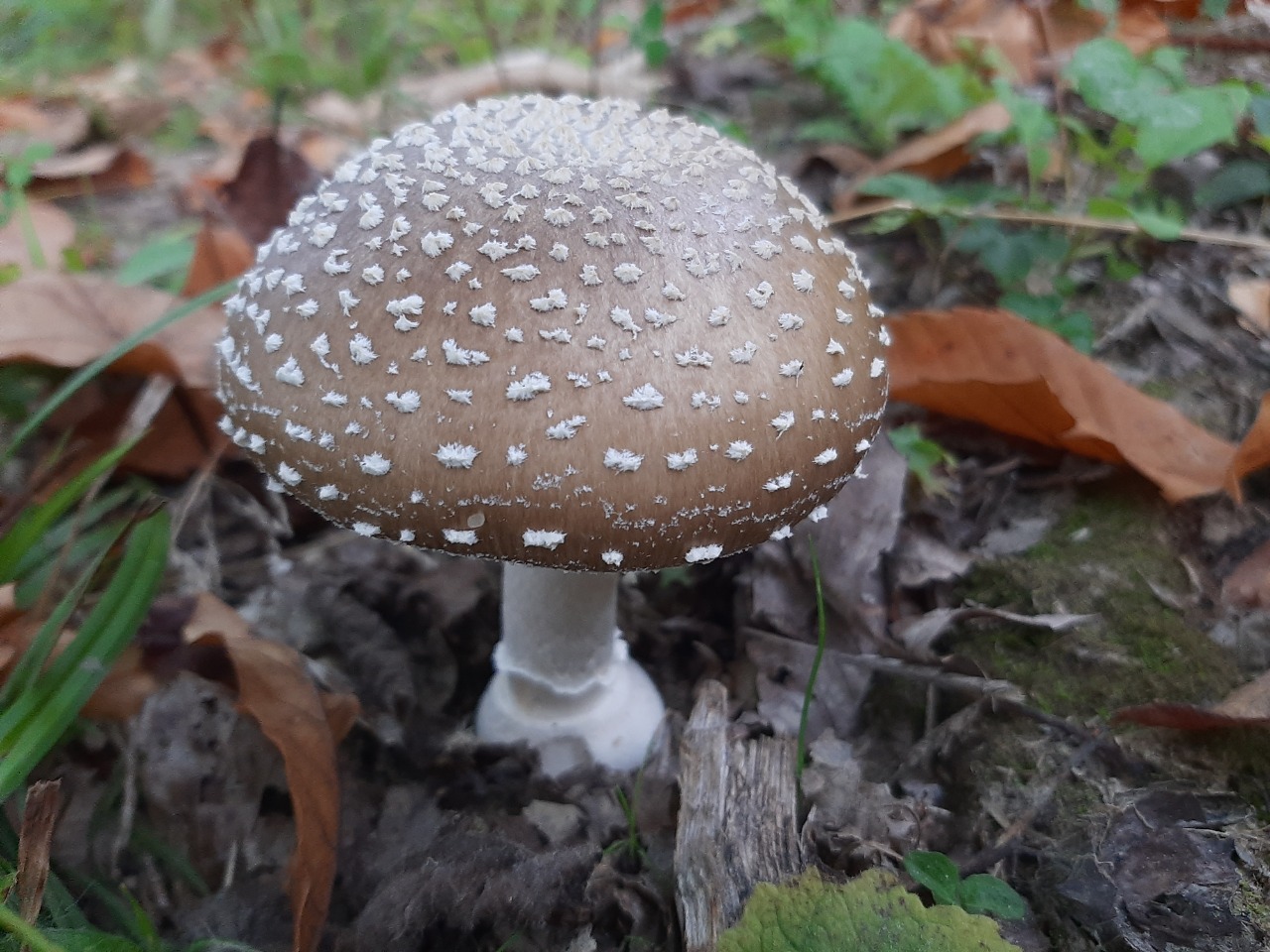 Amanita pantherina