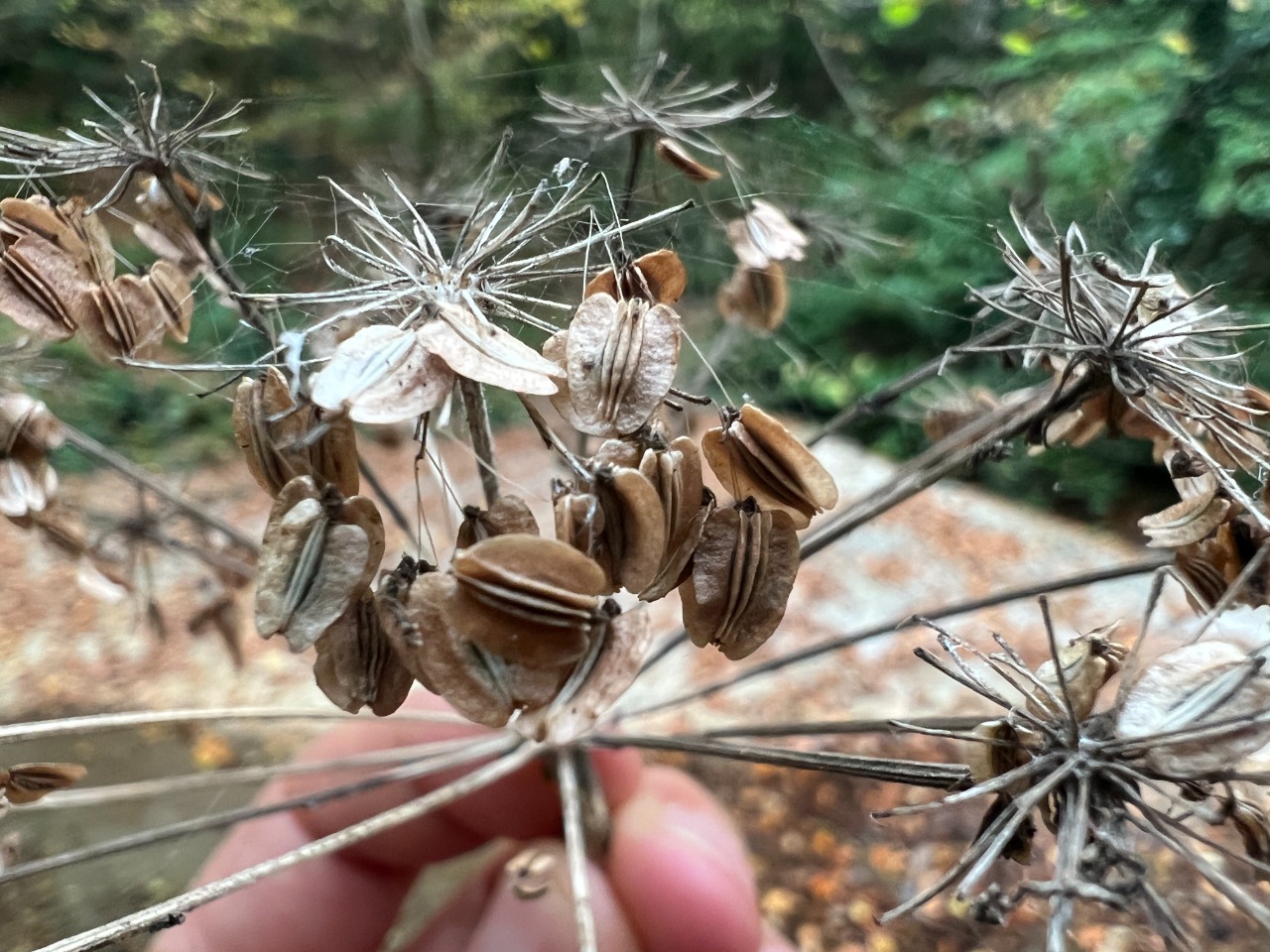 Angelica sylvestris