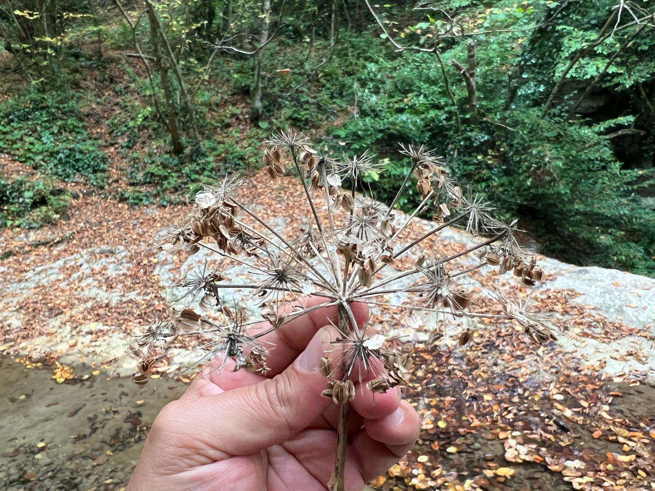 Angelica sylvestris