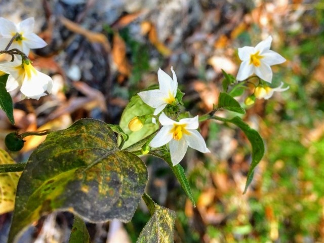 Solanum alatum