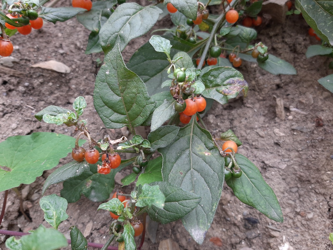 Solanum alatum