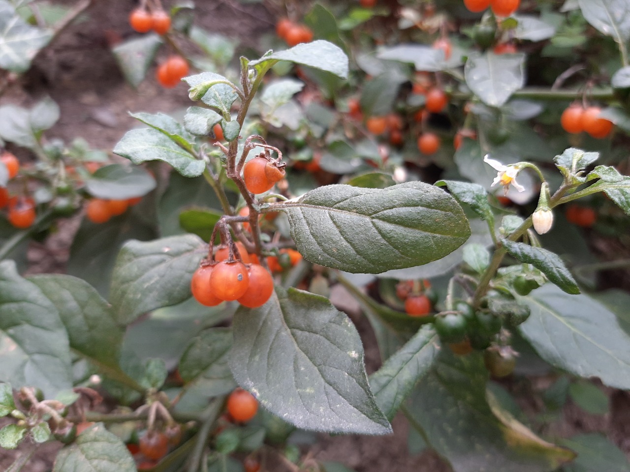 Solanum alatum