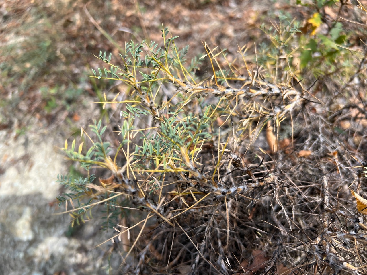 Astragalus caspicus