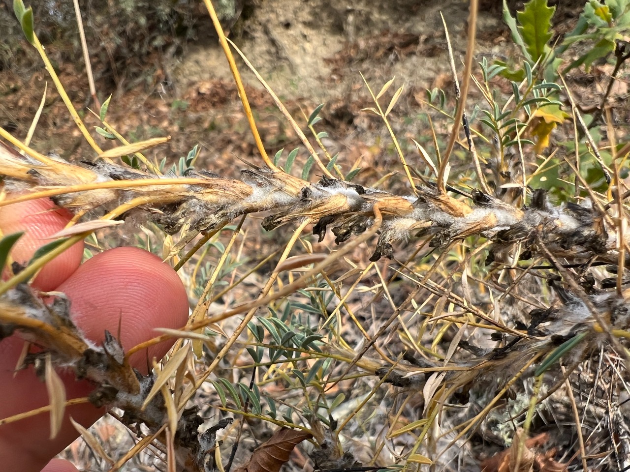 Astragalus caspicus