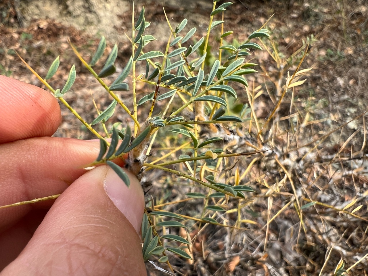 Astragalus caspicus