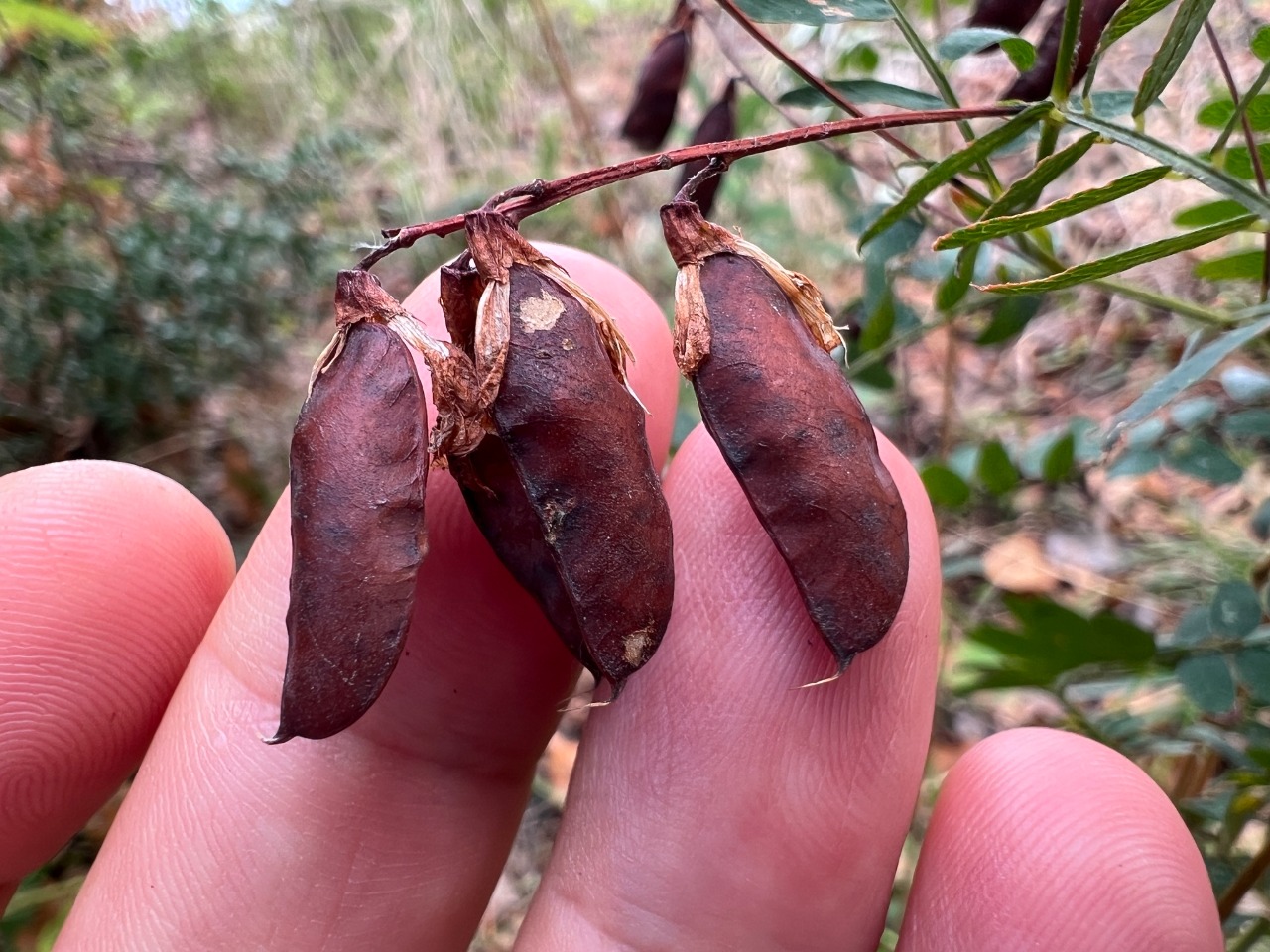 Vicia cassubica