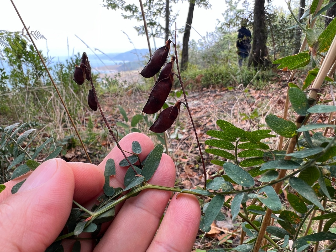 Vicia cassubica