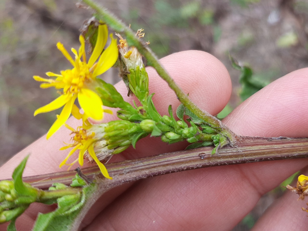 Solidago virgaurea