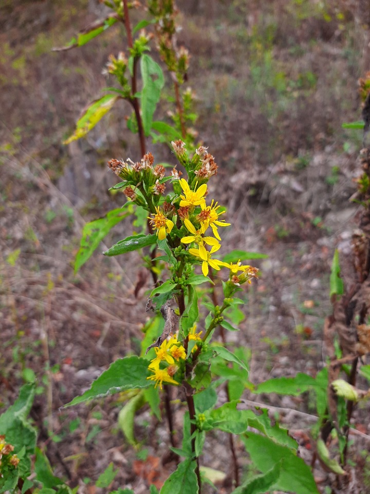 Solidago virgaurea