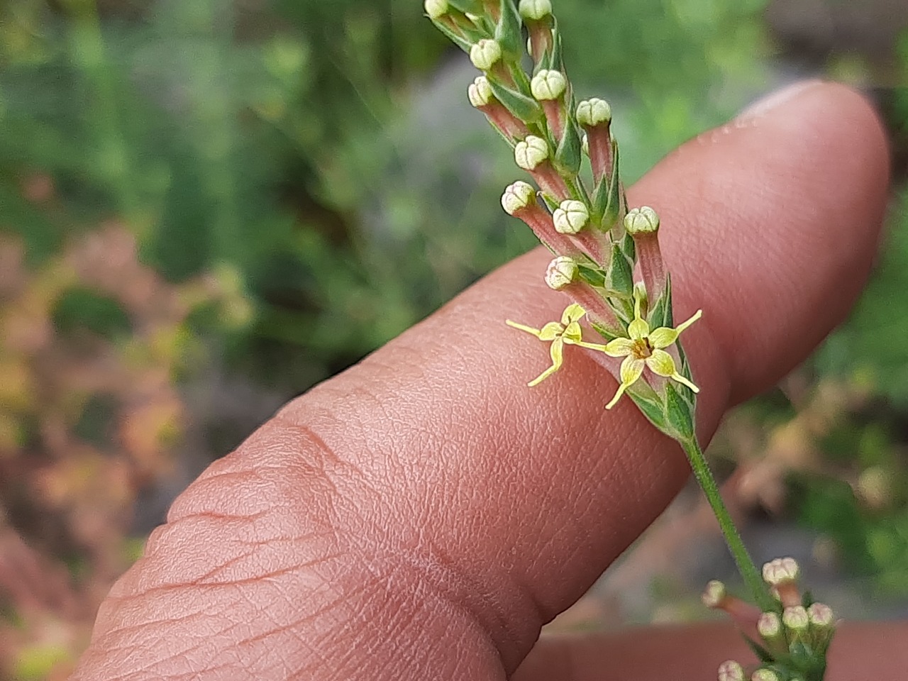 Crucianella gilanica