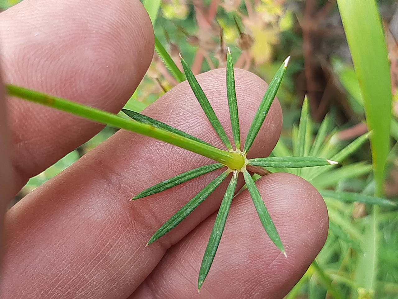 Crucianella gilanica