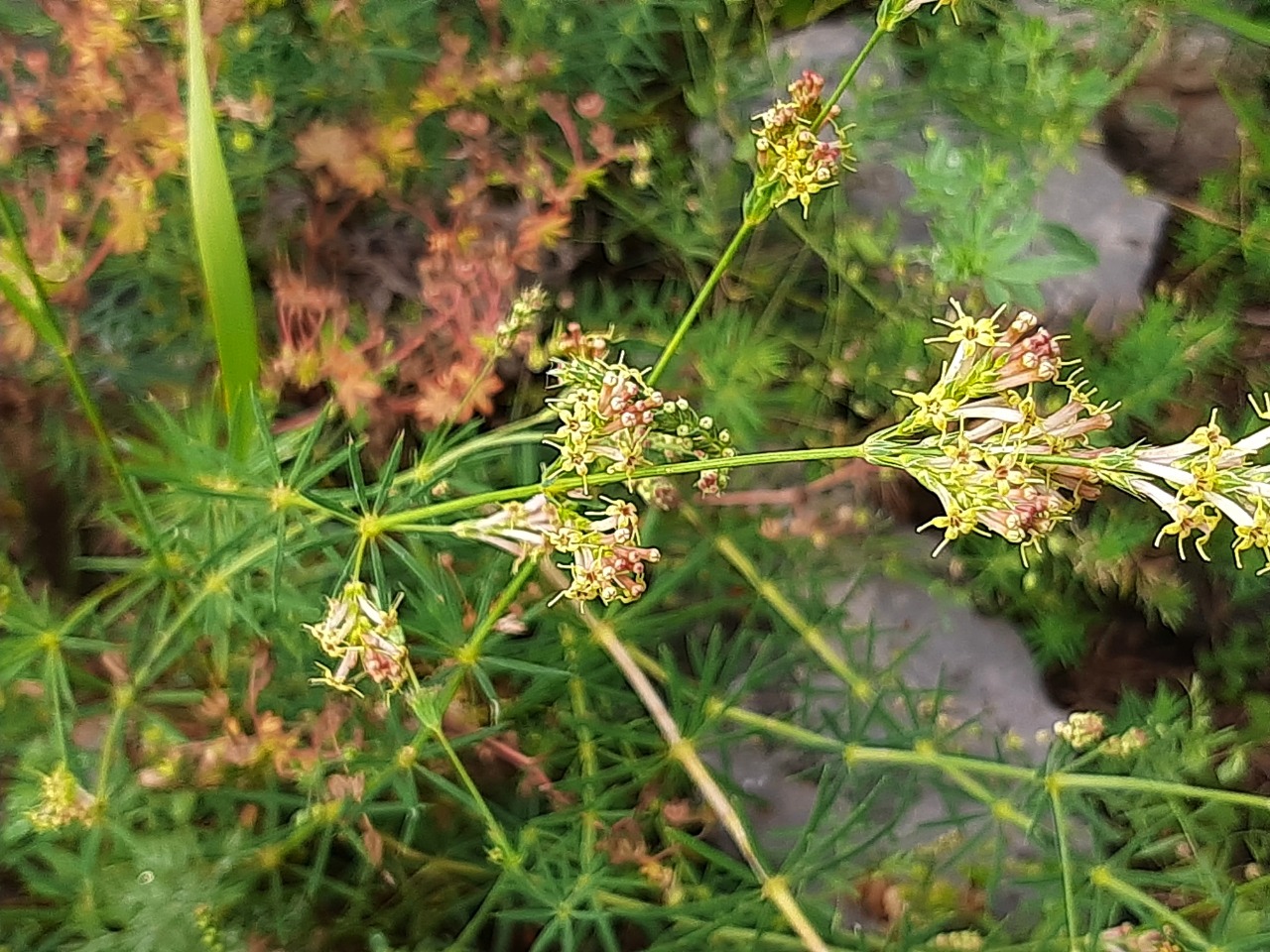 Crucianella gilanica