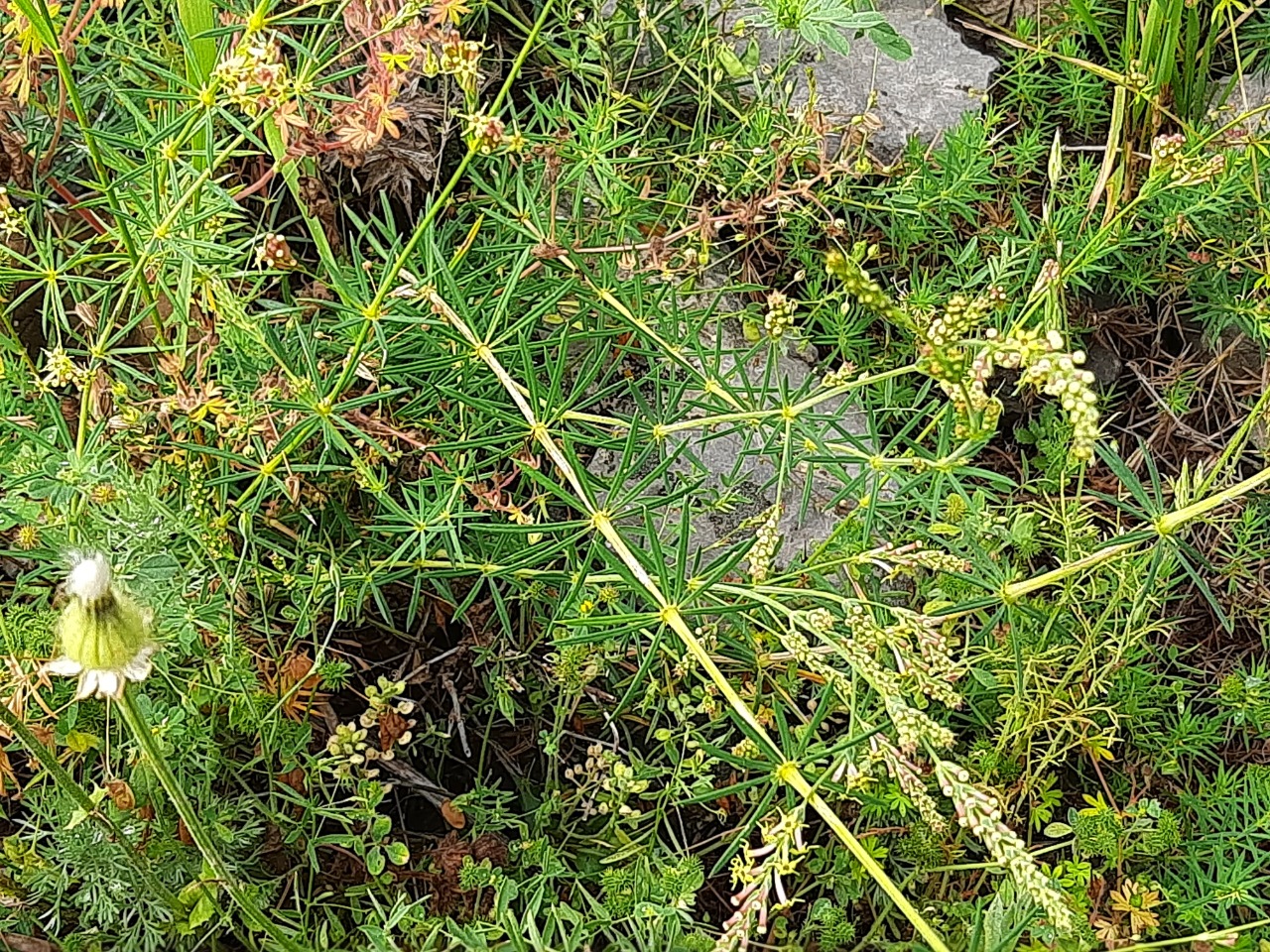 Crucianella gilanica