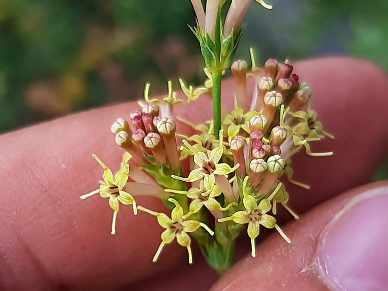 Crucianella gilanica