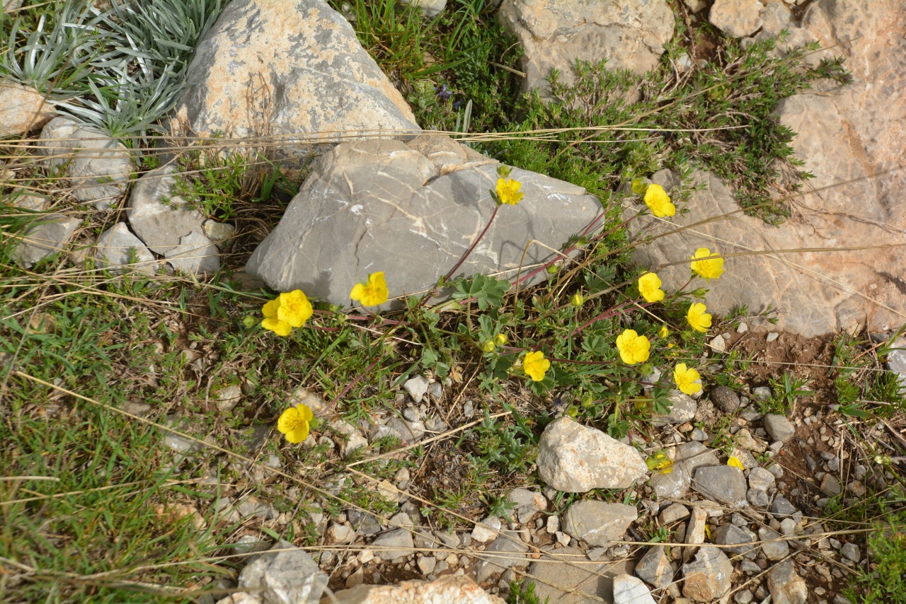 Potentilla pannosa