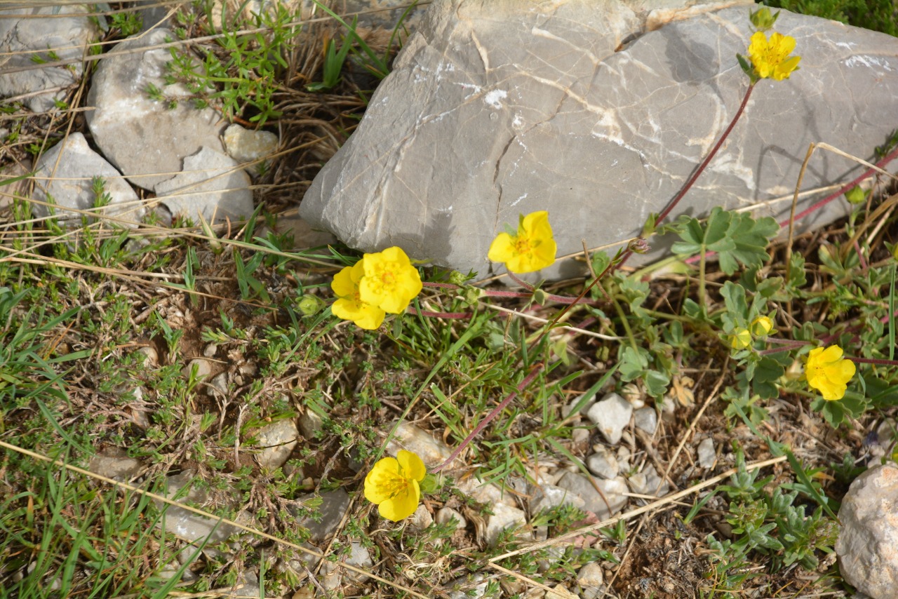 Potentilla pannosa