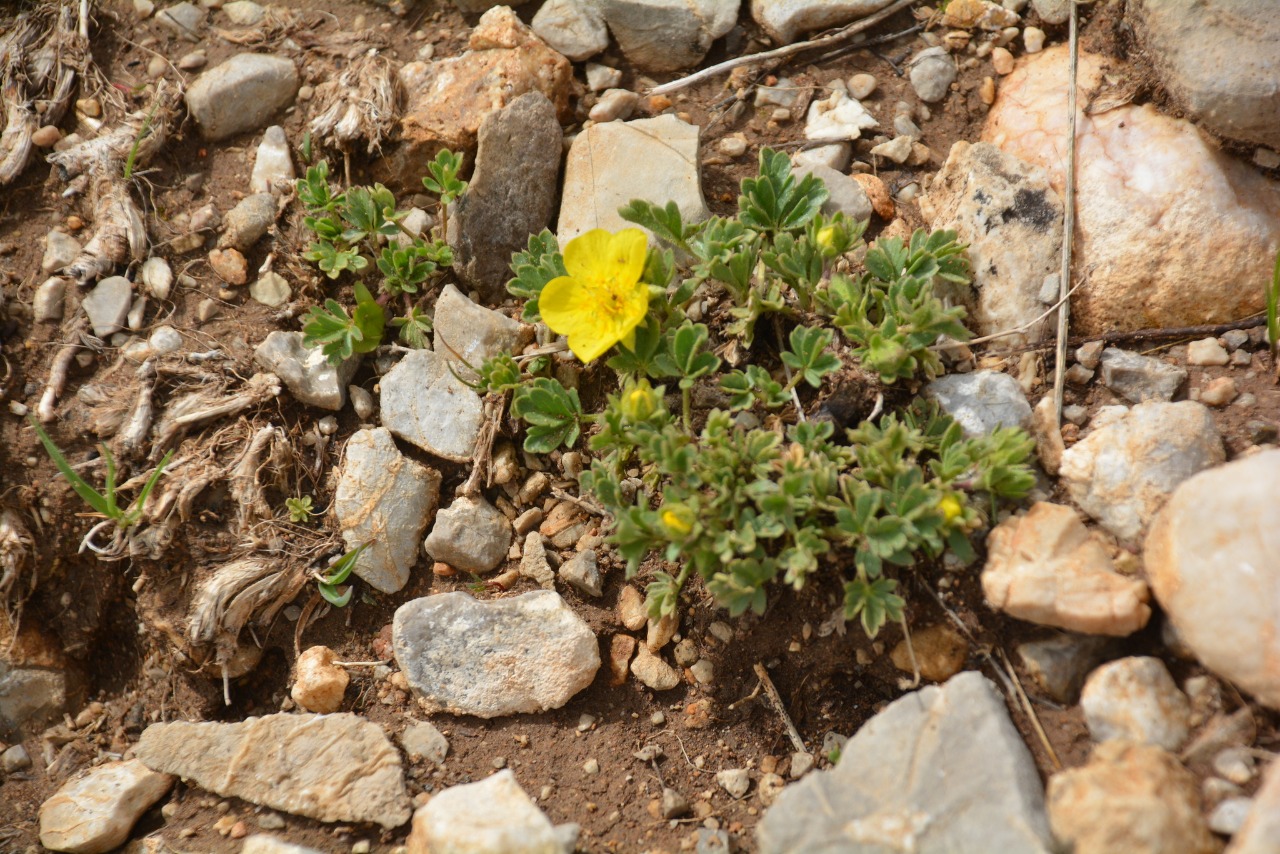 Potentilla pannosa