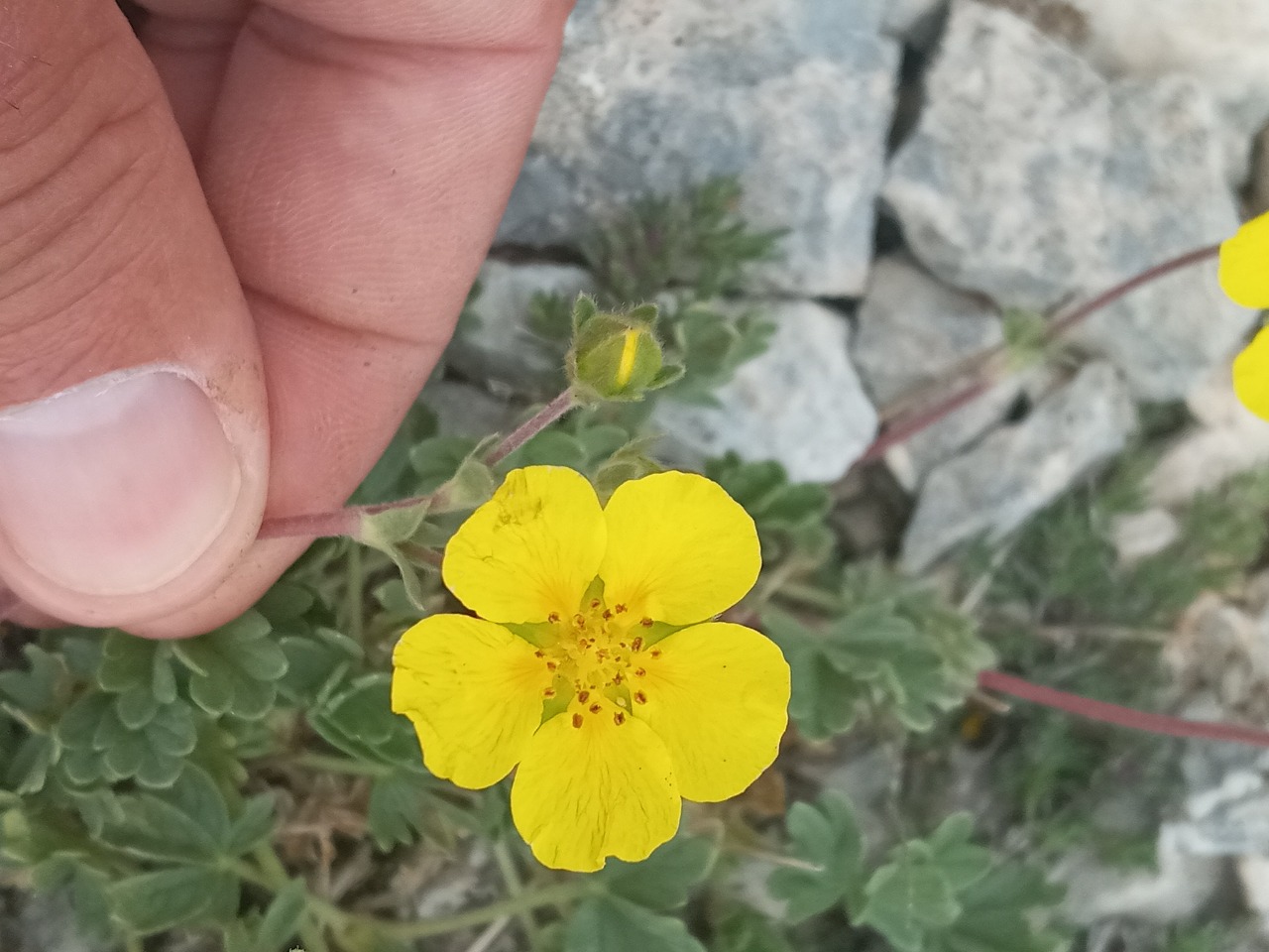 Potentilla pannosa