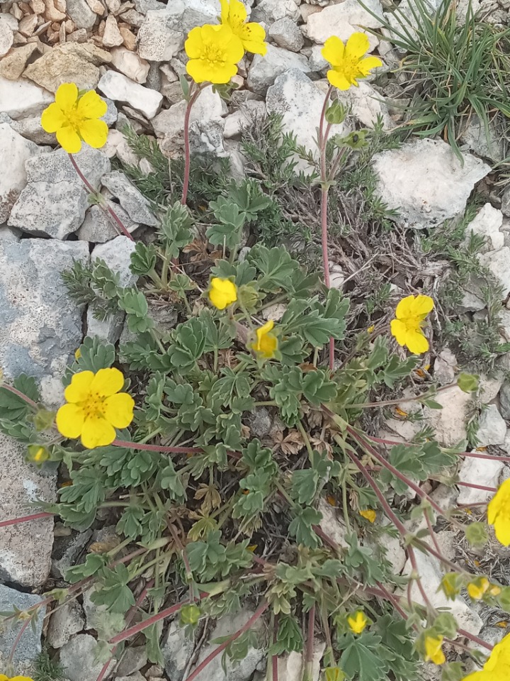 Potentilla pannosa