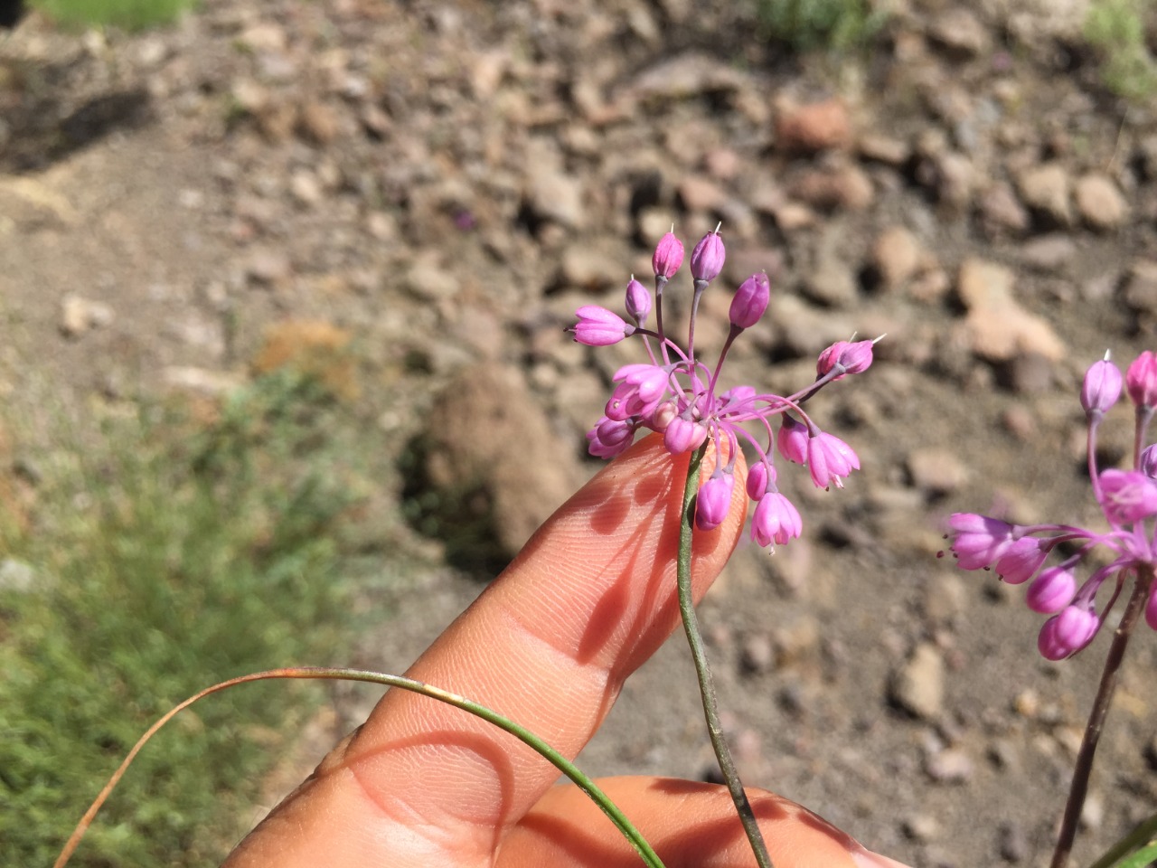 Allium tchihatschewii