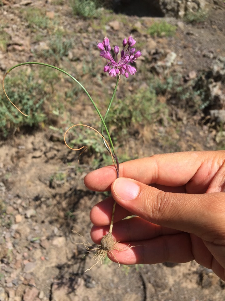 Allium tchihatschewii