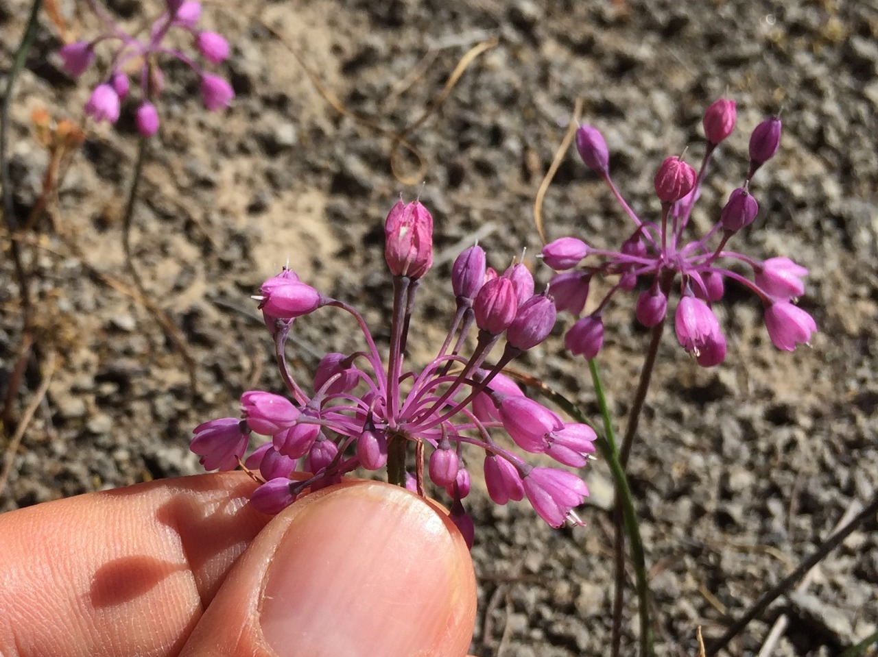 Allium tchihatschewii