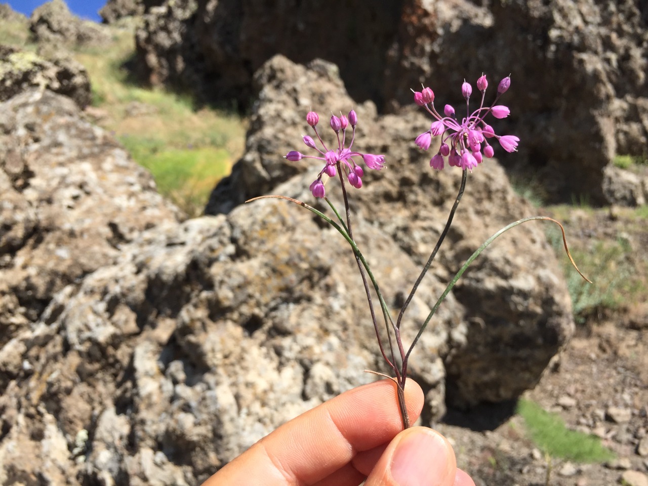 Allium tchihatschewii