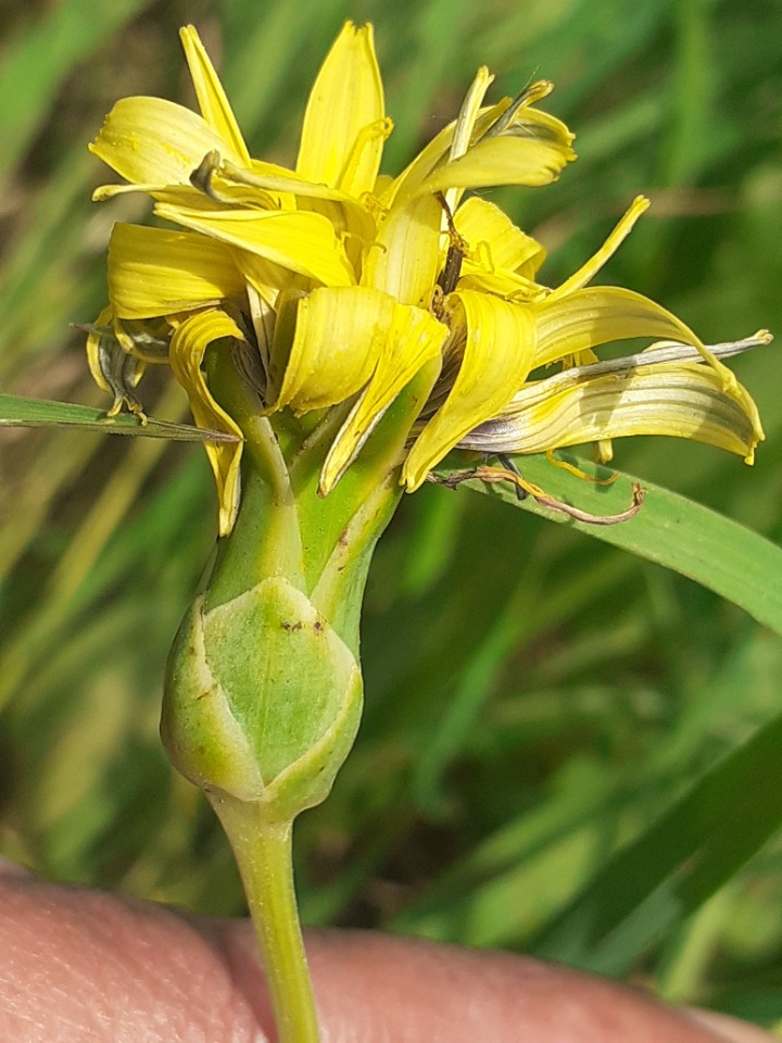 Scorzonera incisa