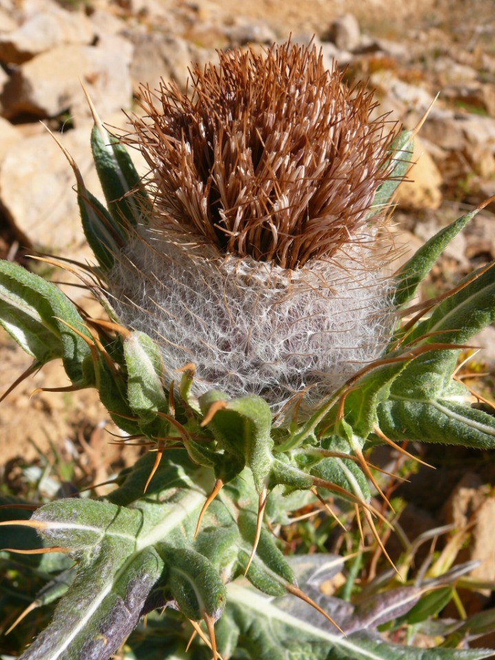 Cirsium cephalotes