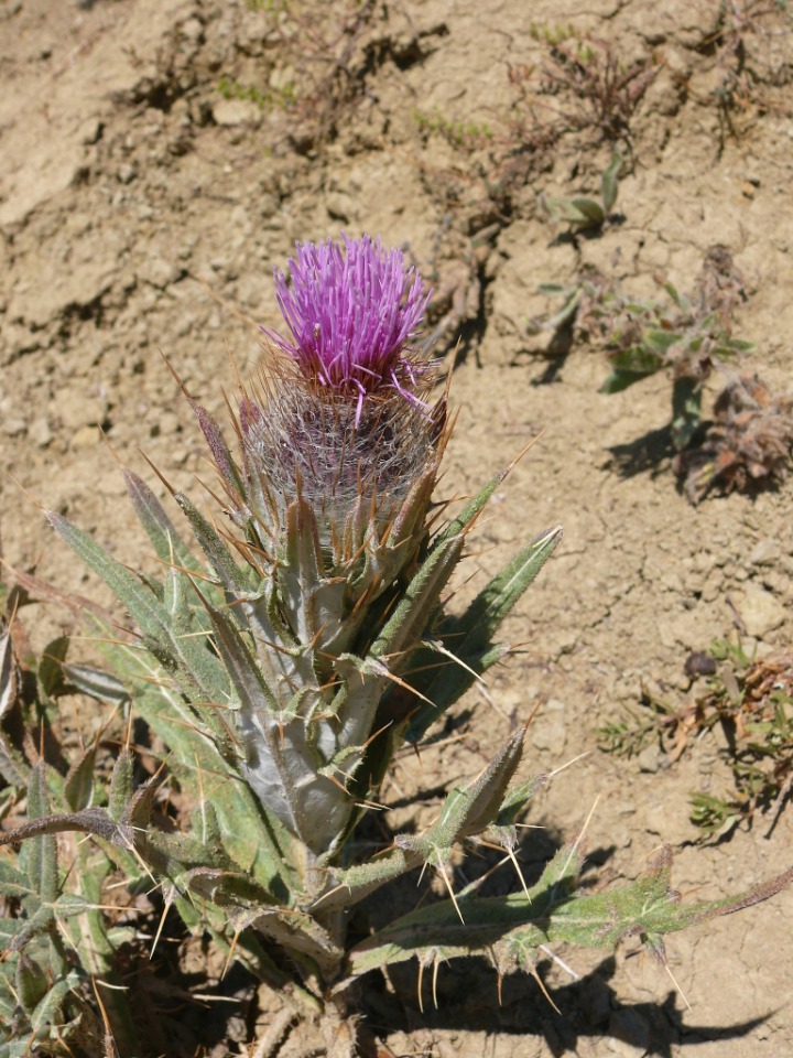 Cirsium cephalotes