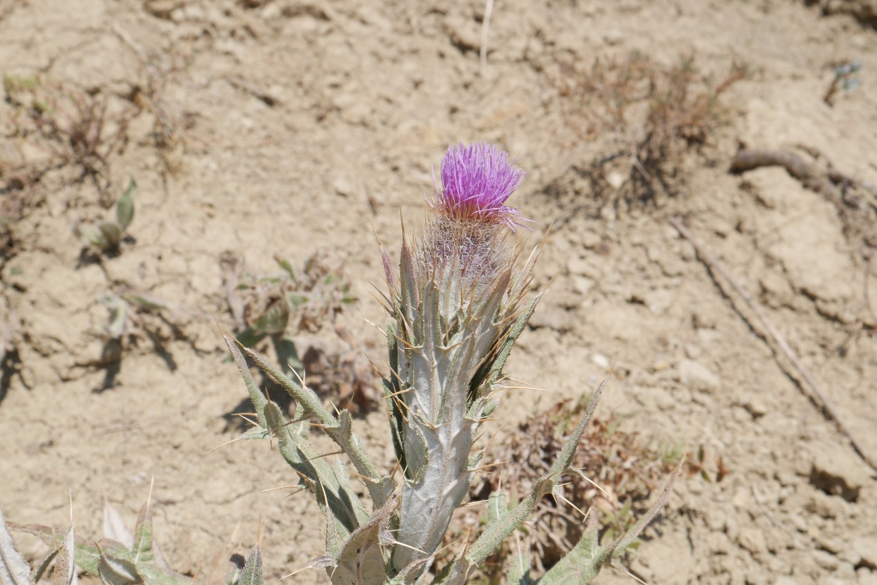 Cirsium cephalotes