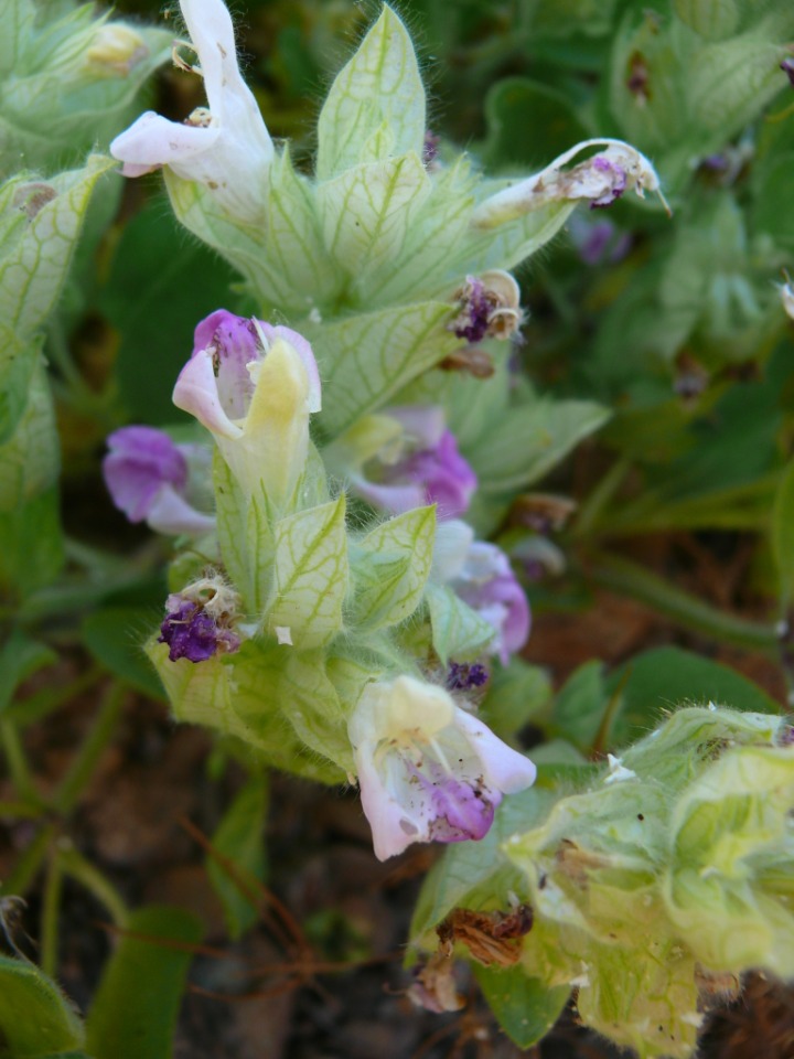 Salvia macrochlamys