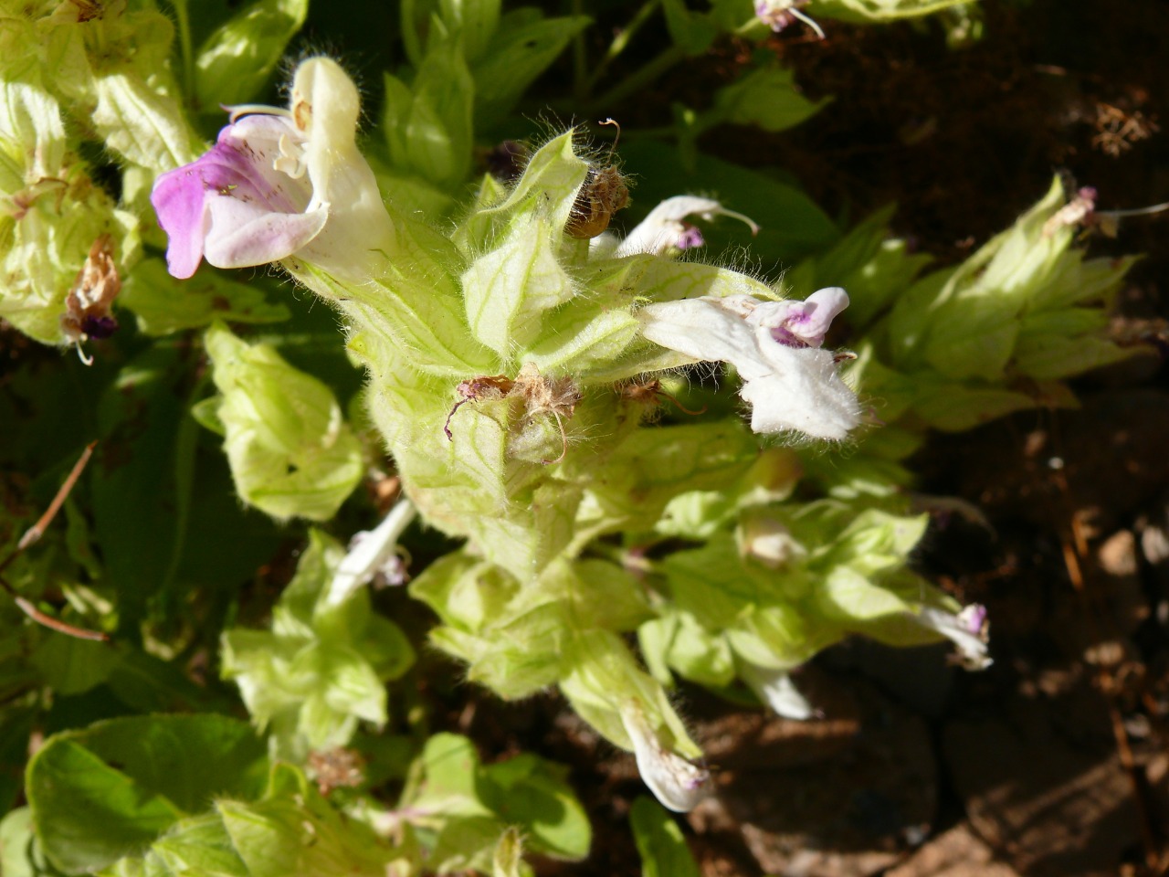 Salvia macrochlamys