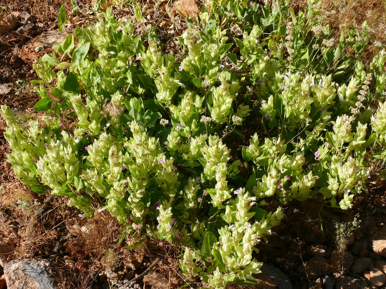 Salvia macrochlamys