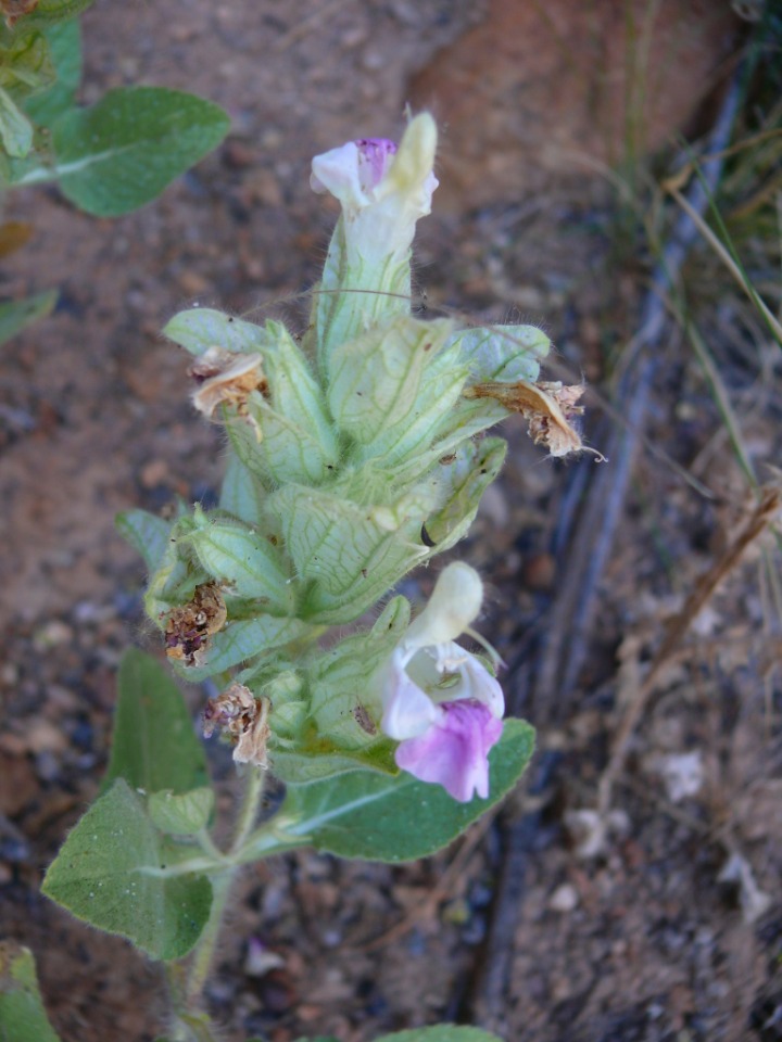 Salvia macrochlamys