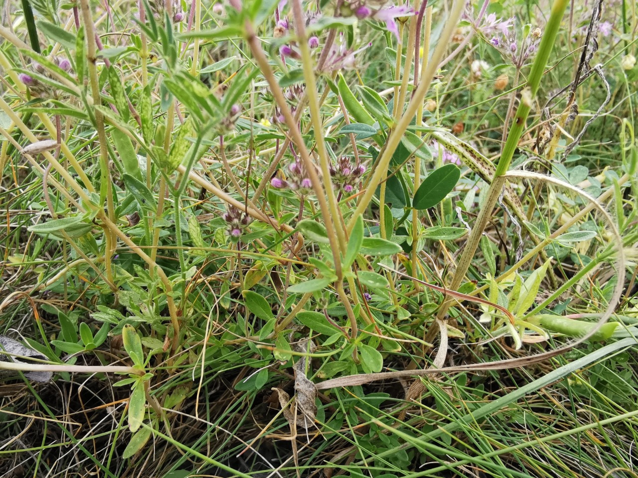 Thymus longicaulis