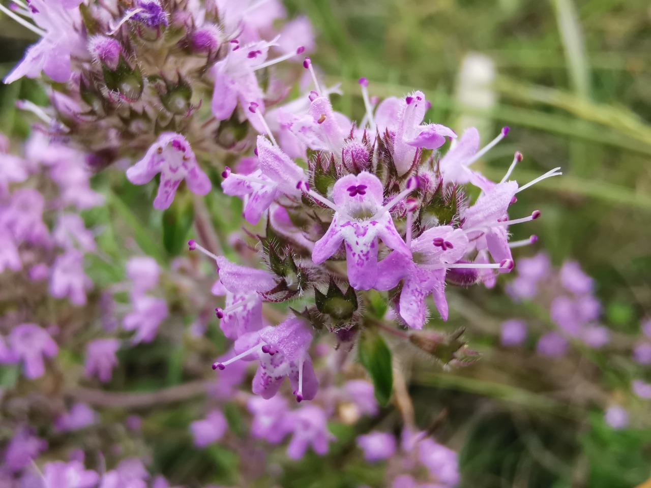 Thymus longicaulis